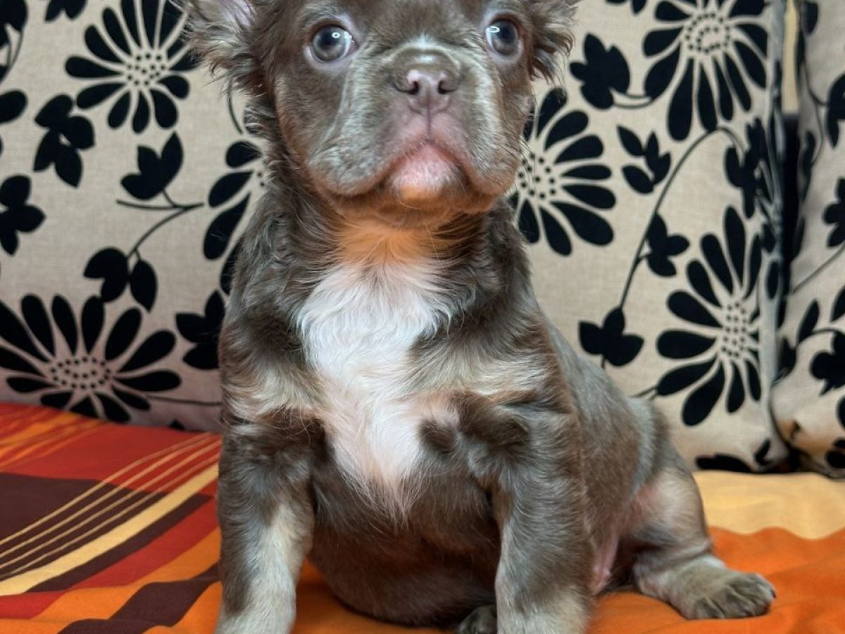 Bulldog Breed Rare French Bulldog Puppies For Sale Dallas French