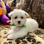 Bayron-male-Bichon-Frise-puppy-for-sale-1