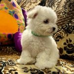 Bayron-male-Bichon-Frise-puppy-for-sale-2