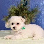 Bayron-male-Bichon-Frise-puppy-for-sale-4