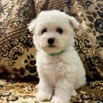 Bayron-male-Bichon-Frise-puppy-for-sale-5