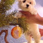 Berimor-male-Bichon-Frise-puppy-for-sale-1