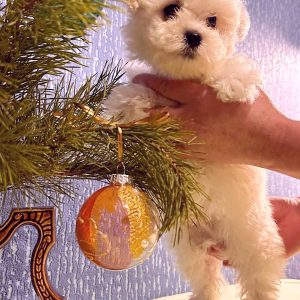 Berimor Bichon Frise