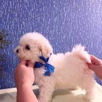 Berimor-male-Bichon-Frise-puppy-for-sale-2