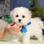 Bayron Bichon Frise