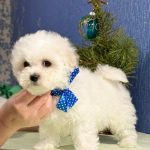 Berimor-male-Bichon-Frise-puppy-for-sale-4