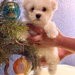 Berimor-male-Bichon-Frise-puppy-for-sale-5