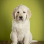 Boston Labrador Retriever