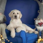 Beverly Hills Labrador Retriever