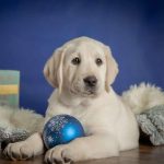 Boston-male-Labrador-Retrivier-puppy-for-sale-2