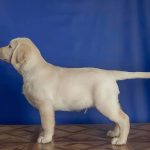 Boston-male-Labrador-Retrivier-puppy-for-sale-3
