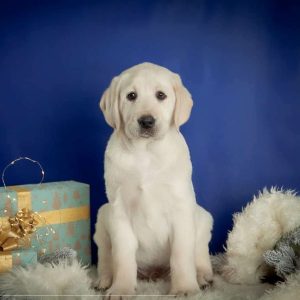 Boston Labrador Retriever