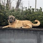 Carma-female-Kangal-puppy-for-sale-1