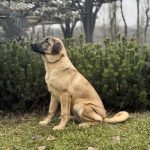 Carma-female-Kangal-puppy-for-sale-3