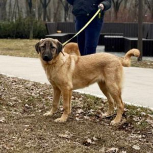 Carma Kangal