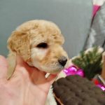 Charmys Labradoodle
