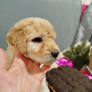 Chanel Labradoodle