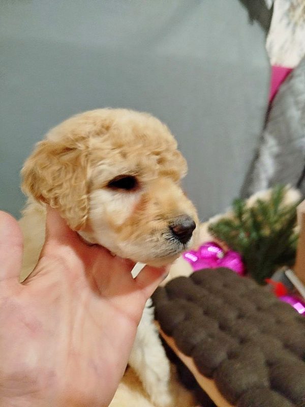 Chanel Labradoodle