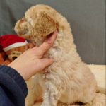 Chanel-female-Labradoodle-puppy-for sale-2