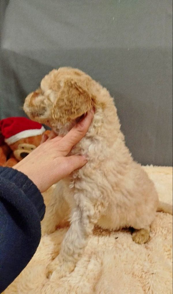 Chanel Labradoodle