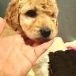 Chanel-female-Labradoodle-puppy-for sale-4
