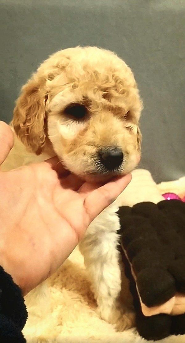 Chanel Labradoodle