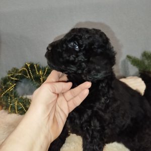 Chanty Labradoodle