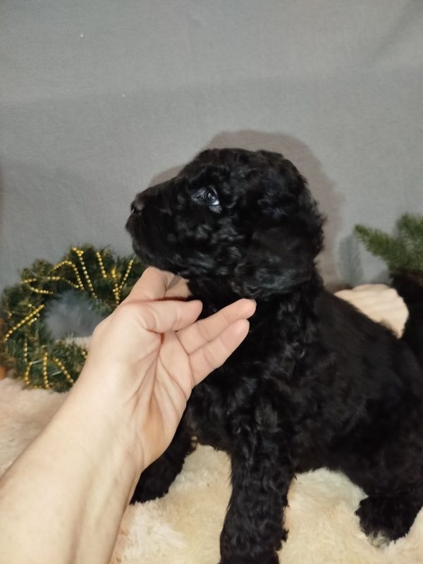 Chanty Labradoodle