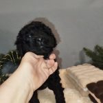 Chanty-female-Labradoodle-puppy-for sale-2