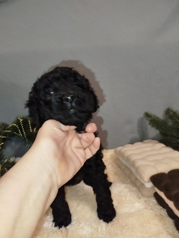 Chanty Labradoodle
