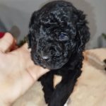 Chanty-female-Labradoodle-puppy-for sale-3