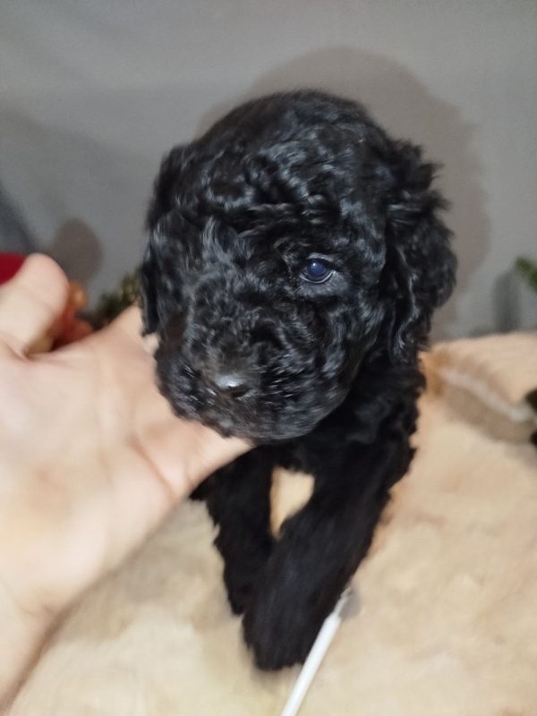 Chanty Labradoodle
