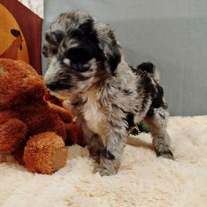 Charmys Labradoodle