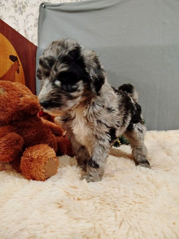 Charmys Labradoodle