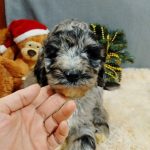 Jordy Labradoodle
