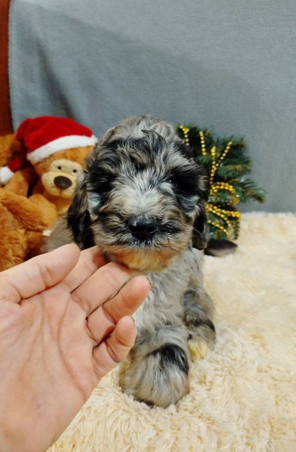 Charmys Labradoodle