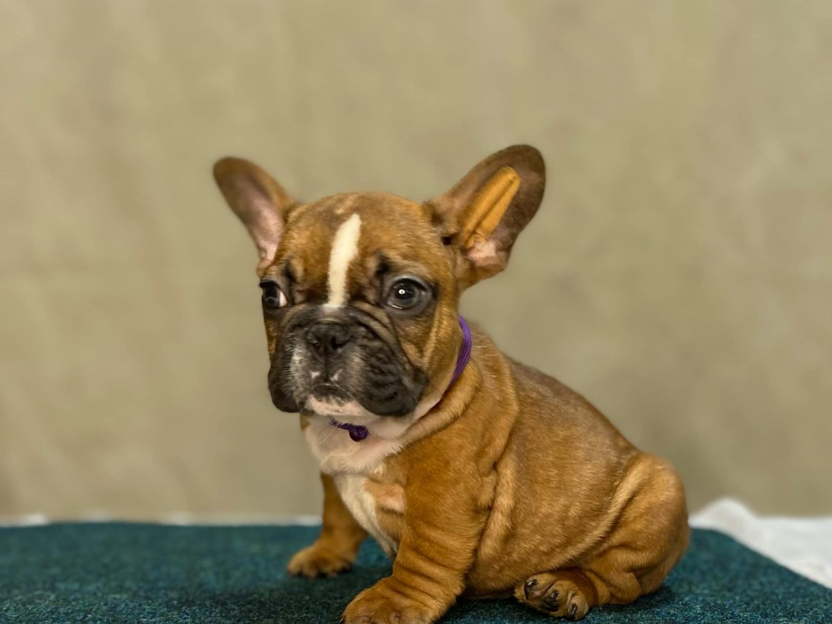 Bulldog Puppy Pets4homes French Bulldog Bulldog Puppies Harlequin