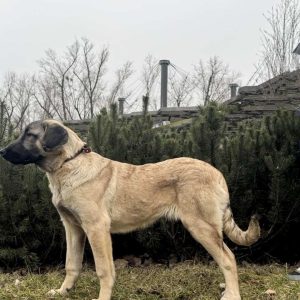 Ciara Kangal