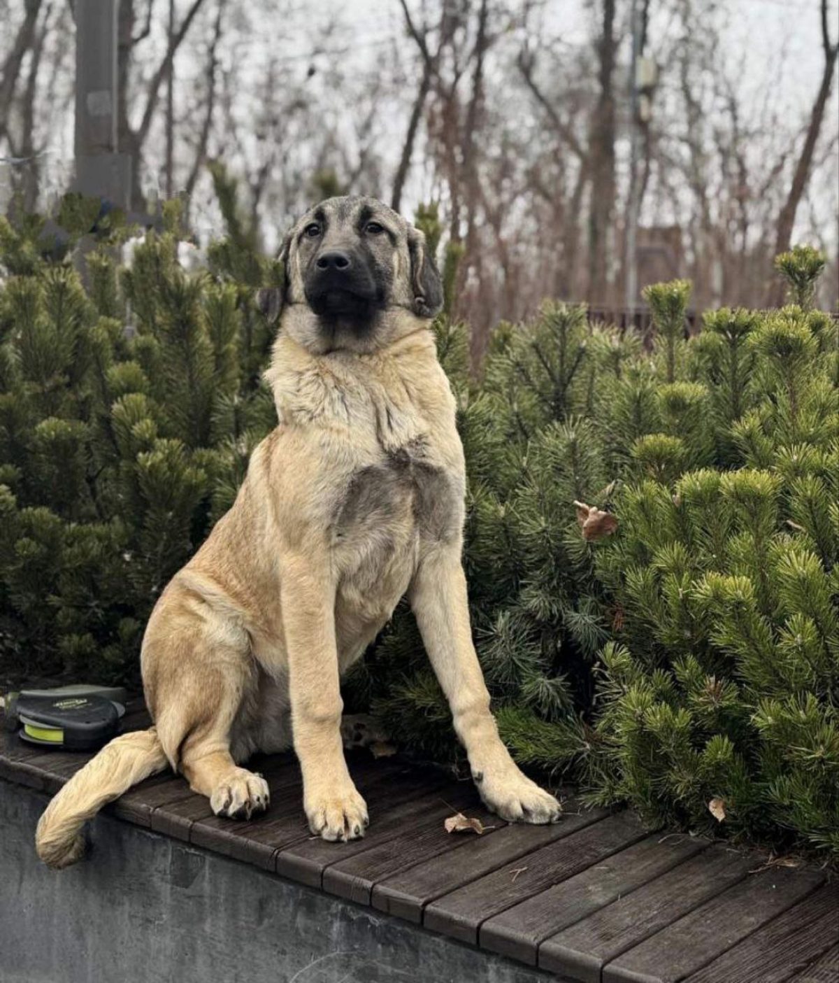 Turkish Kangal Anatolian Shepherd Cost Anatolian Shepherd For Sale