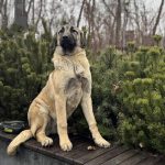 Carma Kangal