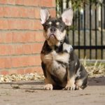 Leo French Bulldog