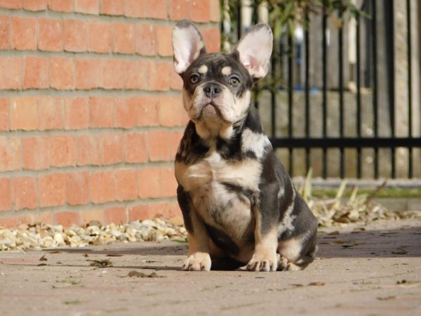 Debora French Bulldog
