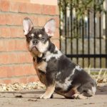 Debora-female-french-bulldog-puppy-for-sale-2