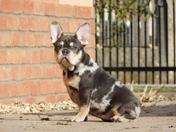Debora French Bulldog