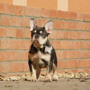 Debora French Bulldog