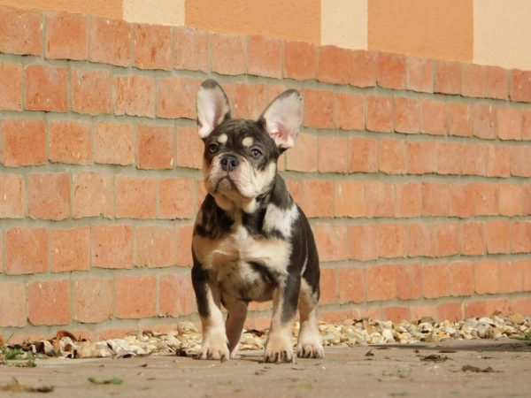 Debora French Bulldog