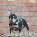 Debora-female-french-bulldog-puppy-for-sale-4