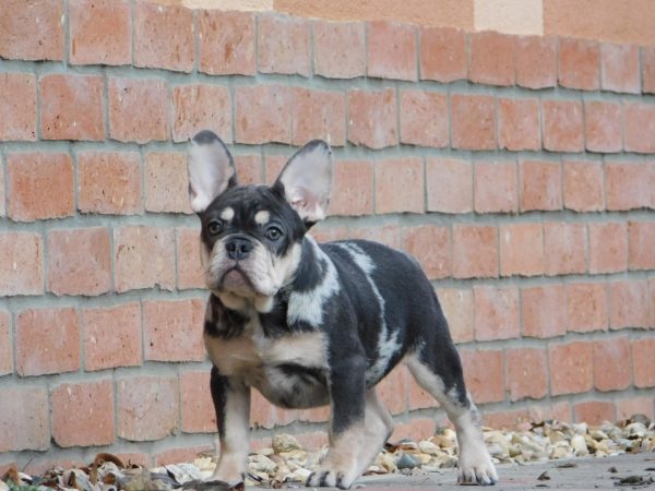 Debora French Bulldog