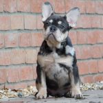 Debora-female-french-bulldog-puppy-for-sale-5