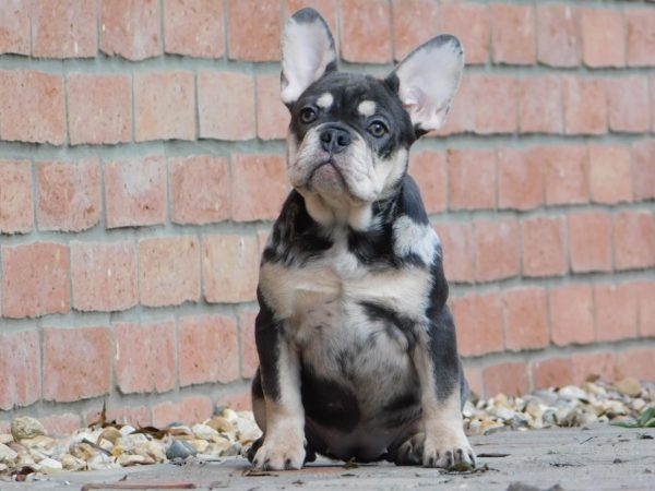 Debora French Bulldog